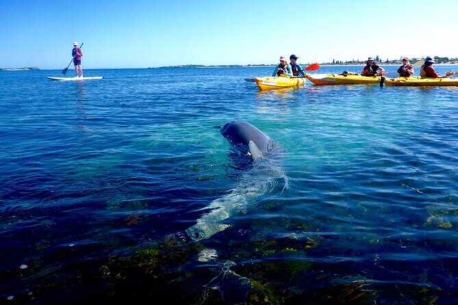Penguin and Seal Islands Sea Kayaking Experience - Why Paddling Beats the Ferry to Shoalwater Islands
