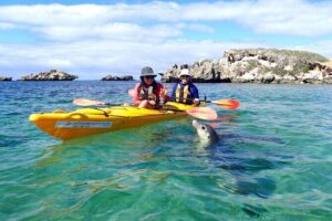 Penguin and Seal Islands Sea Kayaking Experience - Your Double Sit-In Kayaks: Comfort and Control