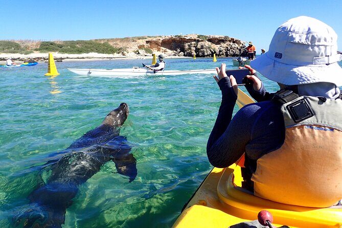 Penguin and Seal Islands Sea Kayaking Experience - Stop 1: Penguin Island Walk, Bird Nesting Sites, and Picnic Lunch