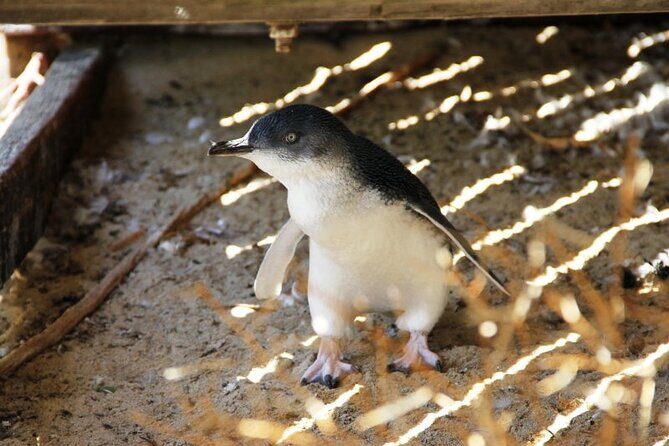 Penguin and Seal Islands Sea Kayaking Experience - Snorkeling in Summer: Reef Time Only When It’s Warm