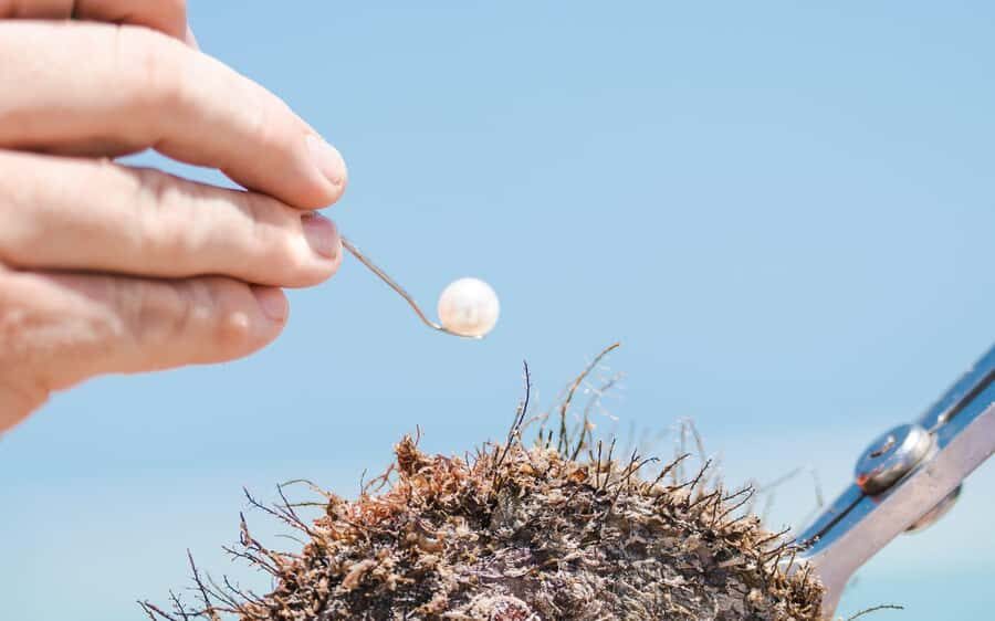 Perth: Harvest Your Own Pearl Experience - Pearl Farming Lesson Without the Lecture