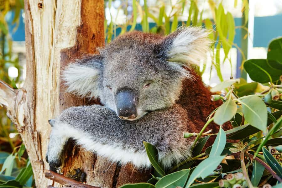 Perth: Pinnacles and Swan Valley Wine Day Tour with Lunch - Swan Valley wine tasting plus lunch: how to pace your taste stop
