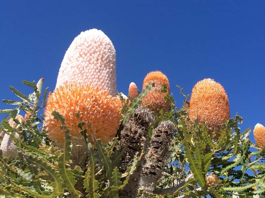 Perth: Pinnacles and Swan Valley Wine Day Tour with Lunch - Small-group touring (up to 12): comfort, questions, and pace