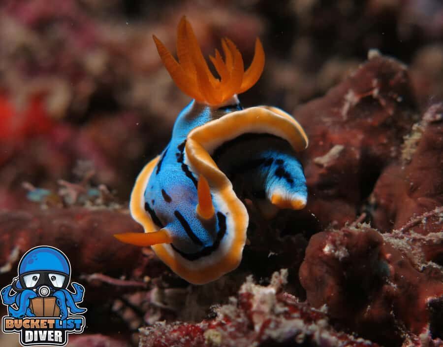 Perth: Rottnest Island Scuba Diving Day Trip-Certified Diver - Key highlights worth circling on your calendar