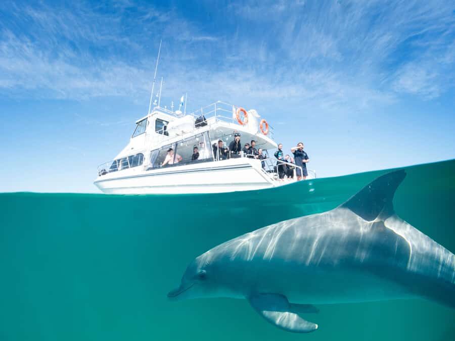 Perth: Swim with Wild Dolphins Tour - Key Highlights You Should Know