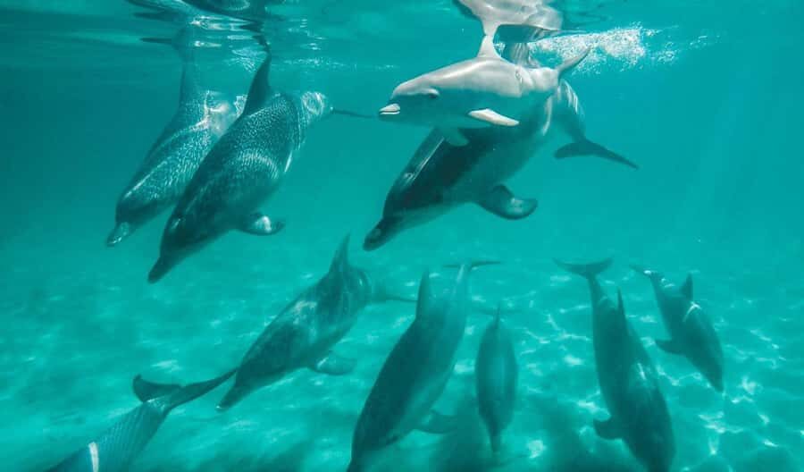 Perth: Swim with Wild Dolphins Tour - Rockingham Morning Logistics: Meeting Point, Timing, and What to Bring