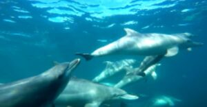 Perth: Swim with Wild Dolphins Tour - Custom Dolphin Swim Boat and Setup: Wetsuits, Gear, and Safety Rhythm