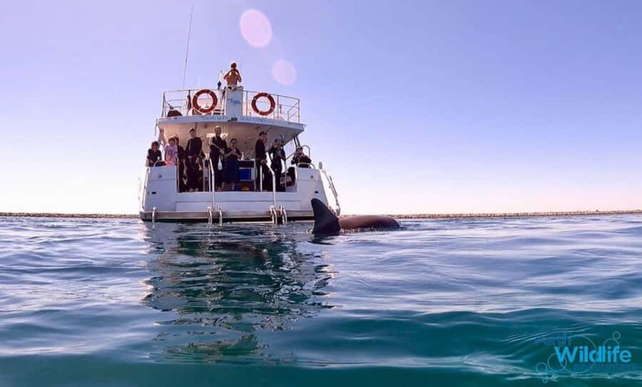 Perth: Swim with Wild Dolphins Tour - Finding Dolphins in Rockingham’s Bays and Islands: What the Boat Search Really Means
