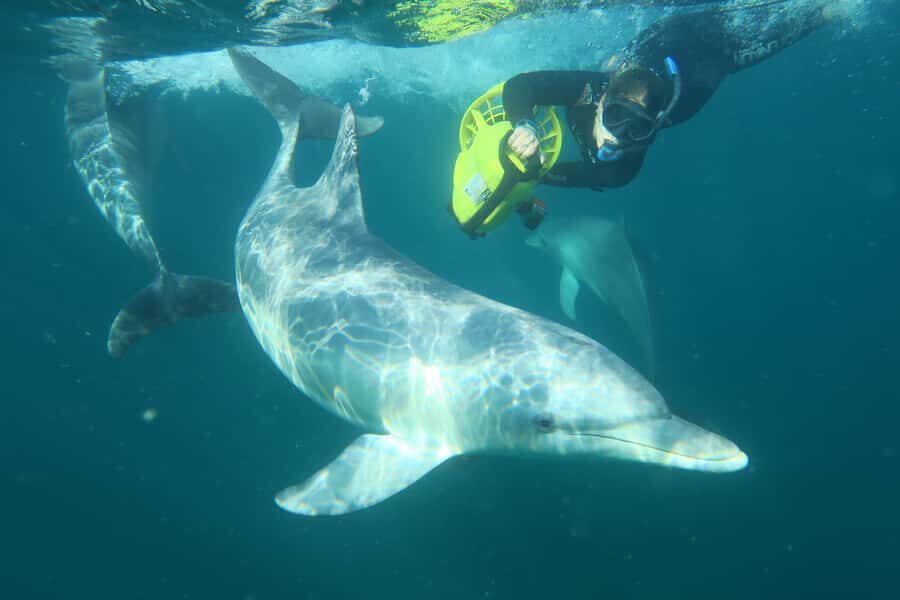 Perth: Swim with Wild Dolphins Tour - Who This Tour Suits Best (and Who Should Skip It)