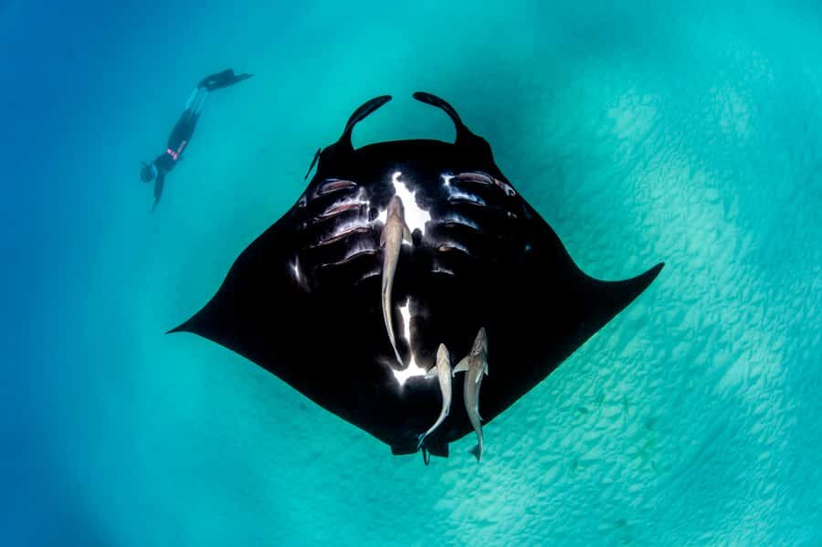 Perth to Exmouth: 6-Day Ningaloo Reef & Coral Coast Tour - Coral Bay and Ningaloo Reef: where the snorkeling is the main event