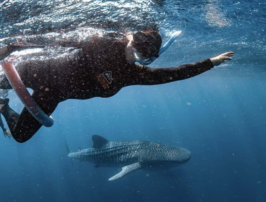Perth to Exmouth & Return with Monkey Mia & Ningaloo Reef - Day 7: Geraldton memorials, wildlife rescue encounters, and back to Perth