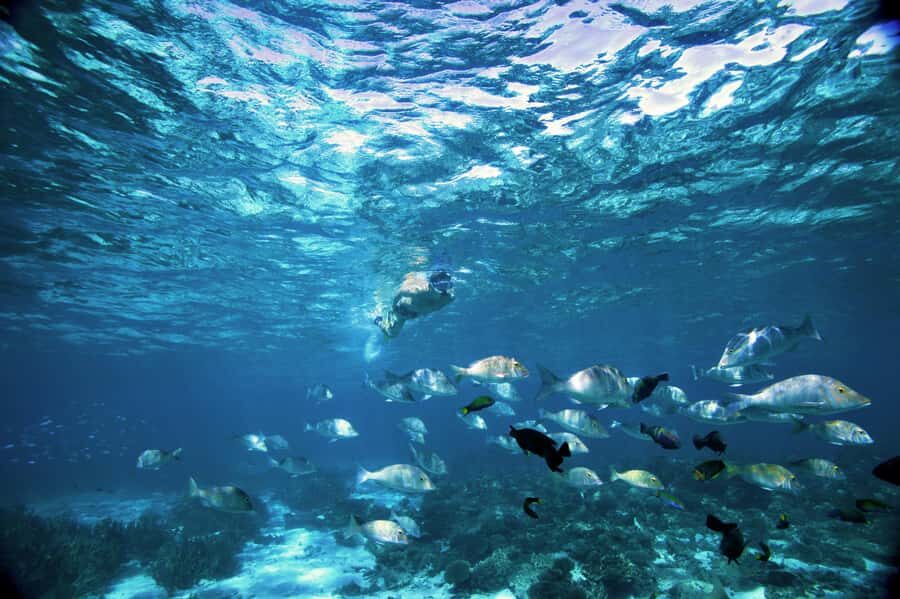 Perth to Exmouth & Return with Monkey Mia & Ningaloo Reef - Price and value: what you’re really paying for at $1,270 per person