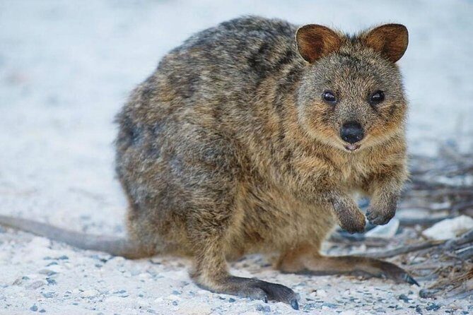 Perth to Rottnest Island Roundtrip Ferry Ticket - Should you book this Perth to Rottnest roundtrip ferry?