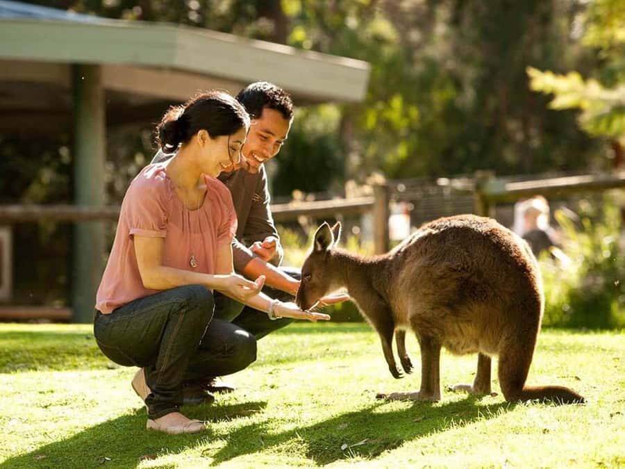 Perth Wildlife Park & City Highlights - Small Group Tours - Why this $169, 7-hour format can feel like good value