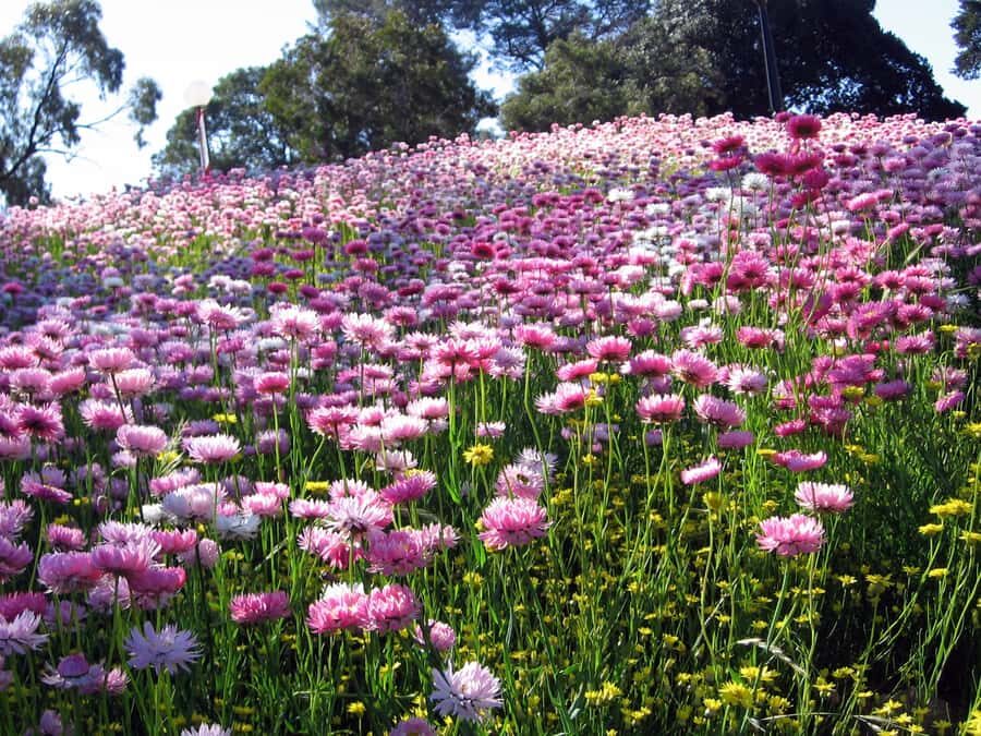 Perth Wildlife Park & City Highlights - Small Group Tours - Scarborough Beach and Perth’s Sunset Coast: quick ocean time, big payoff