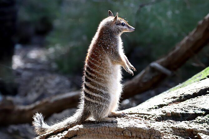 Perth Wildlife Tour Under the Stars with Dinner - Stop 1: Dryandra Woodlands bush time for numbat, bilby, echidna, and friends