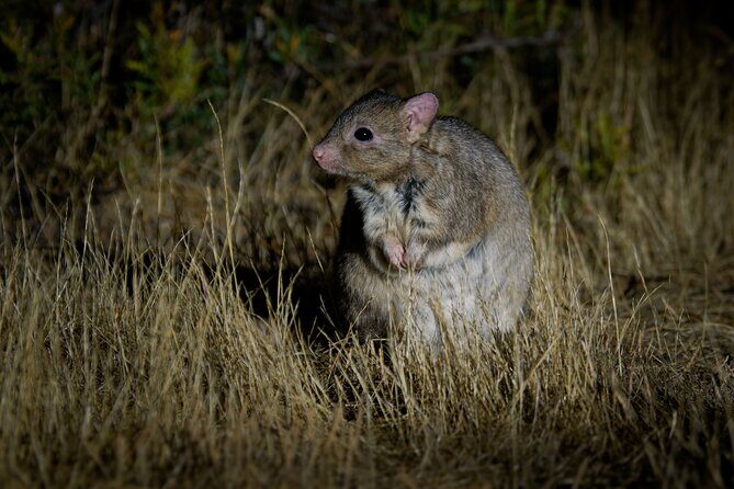 Perth Wildlife Tour Under the Stars with Dinner - Dinner in the forest: BBQ under the stars with local wines