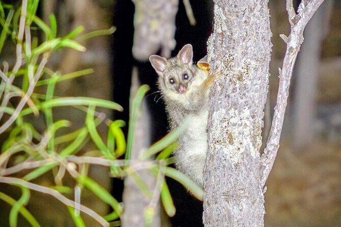 Perth Wildlife Tour Under the Stars with Dinner - The stargazing stop: a guided look at what’s up there