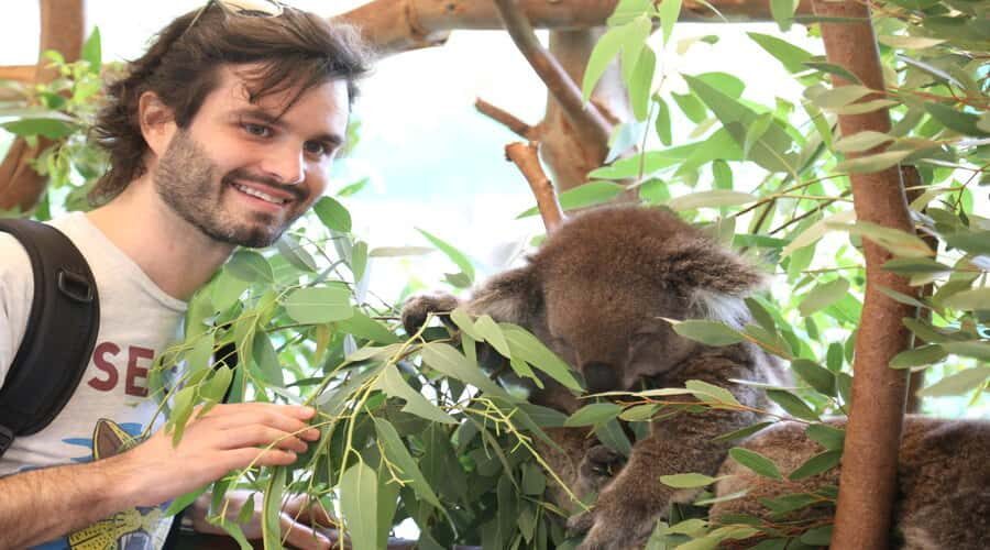 Pinnacles, Koalas, 4WD & Sandboarding Tour from Perth - Key Things I’d Bookmark Before You Go