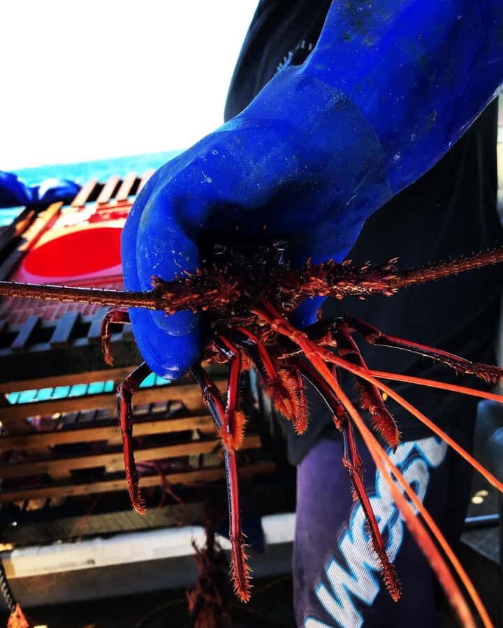 Rockingham: Lobster Catch and Keep Tour with Refreshments - The Lobster Catch: Identifying, Catching, and Taking Home Up to Eight