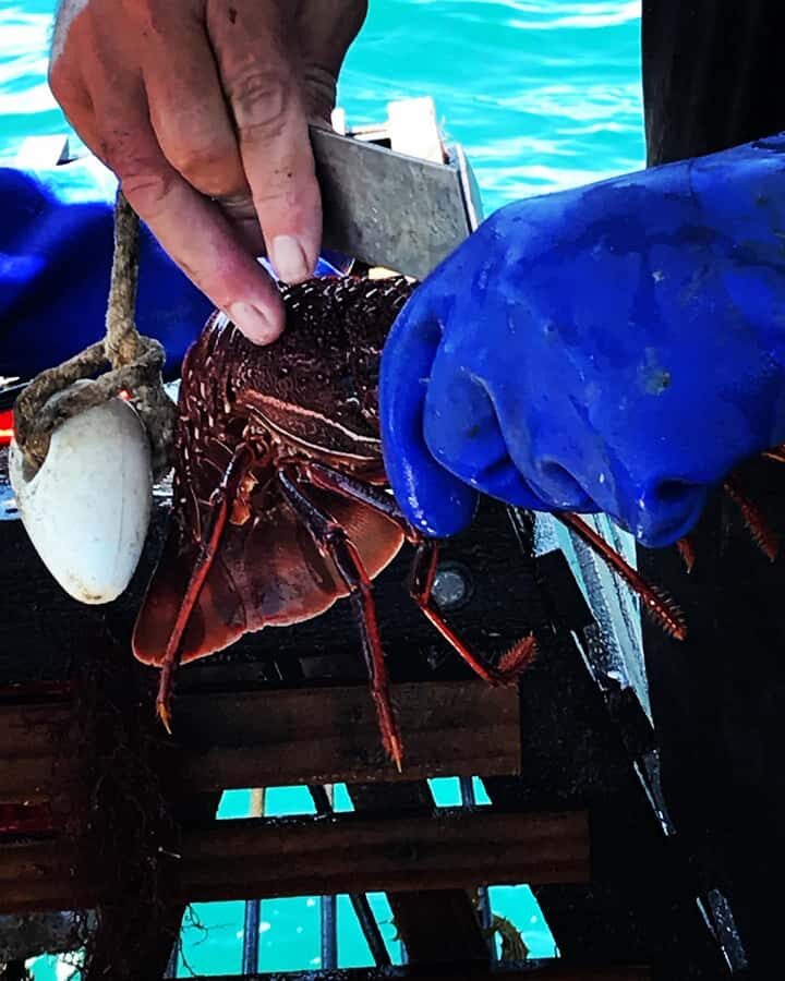 Rockingham: Lobster Catch and Keep Tour with Refreshments - Sustainability Lessons That Go Beyond a Talking Point
