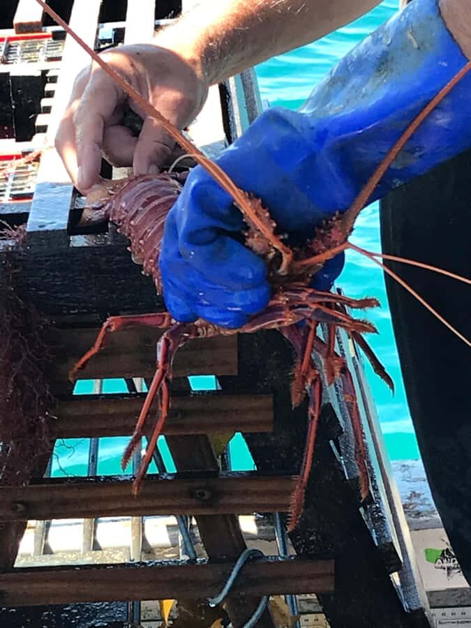 Rockingham: Lobster Catch and Keep Tour with Refreshments - Final Call: Should You Book the Rockingham Lobster Catch and Keep Tour?