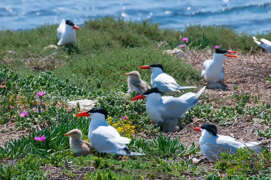 Rockingham: Shoalwater Islands, Dolphins, and Sea Lions Tour - Key Things That Make This Tour Worth Your Time