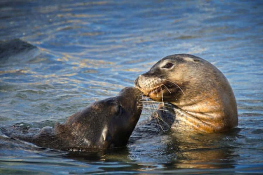 Rockingham: Shoalwater Islands, Dolphins, and Sea Lions Tour - Photos Included: A Simple Way to Get Better Memories