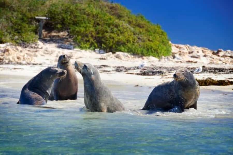 Rockingham: Shoalwater Islands, Dolphins, and Sea Lions Tour - One Hour in the Shoalwater Islands Marine Park