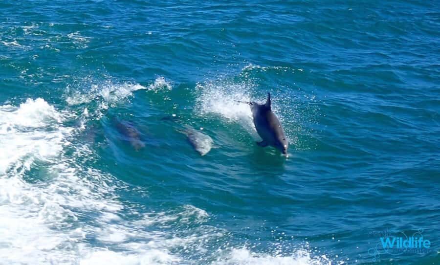 Rockingham: Shoalwater Islands, Dolphins, and Sea Lions Tour - What Wildlife You’re Really Looking For (And How to Spot It)