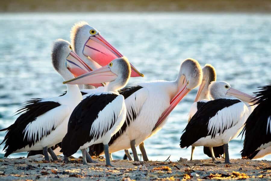 Rockingham: Shoalwater Islands, Dolphins, and Sea Lions Tour - Penguin Island Time: Beach Access, Exploring, and What to Plan For