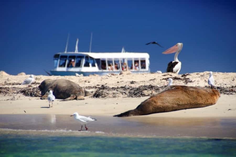 Rockingham: Shoalwater Islands, Dolphins, and Sea Lions Tour - Seal Island and the Sea Lions: The Moment Most People Remember