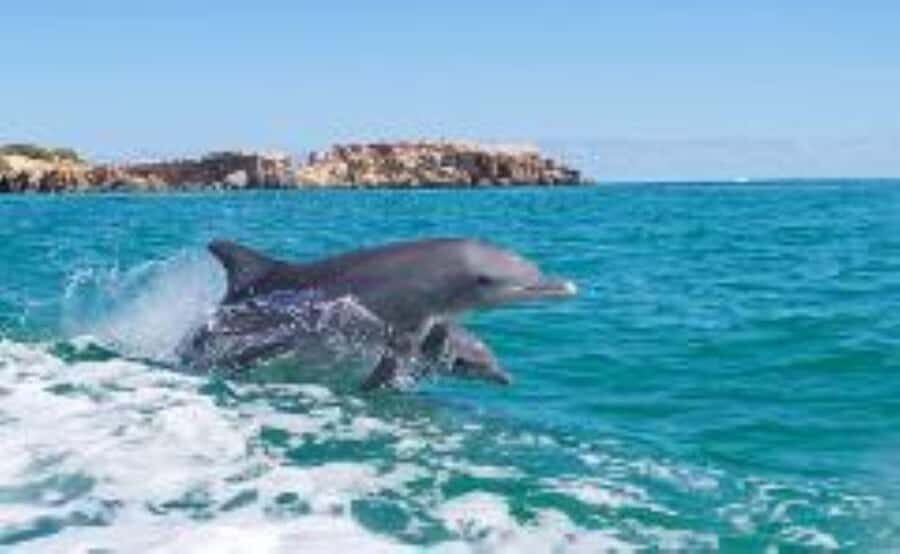 Rockingham: Shoalwater Islands, Dolphins, and Sea Lions Tour - Getting There: Penguin Island Visitors Centre to Boat Departure