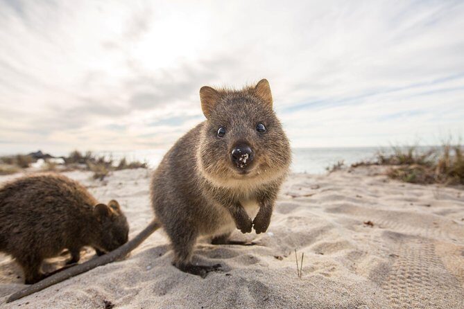 Rottnest Bayseeker Bus Tour from Hillarys Boat Harbour - Key things to know before you go
