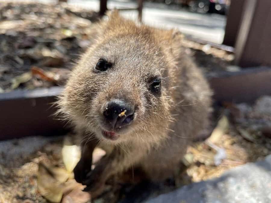 Rottnest Island Ferry and 1.75 Hr Bus Tour - The 1.75-hour Rottnest bus tour: seeing a lot without the stress