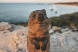 Rottnest Island Round-Trip Ferry from Perth - On board Rottnest Express: seats, commentary, and what to buy