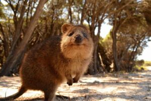 Rottnest Island Transfer Flights - by Plane - The Rottnest Approach: Aerial Views You Can Actually Use