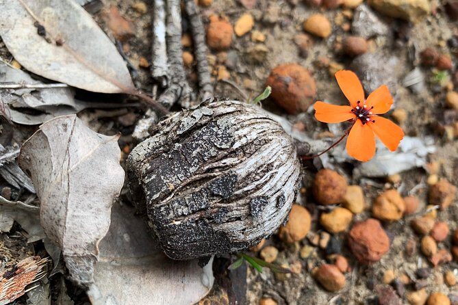 Spring Wildflower Private Day Tours - Perth’s spring wildflower season: why this day works