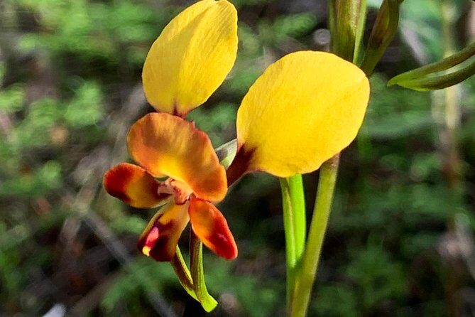 Spring Wildflower Private Day Tours - Araluen Botanic Park: tulips in late spring