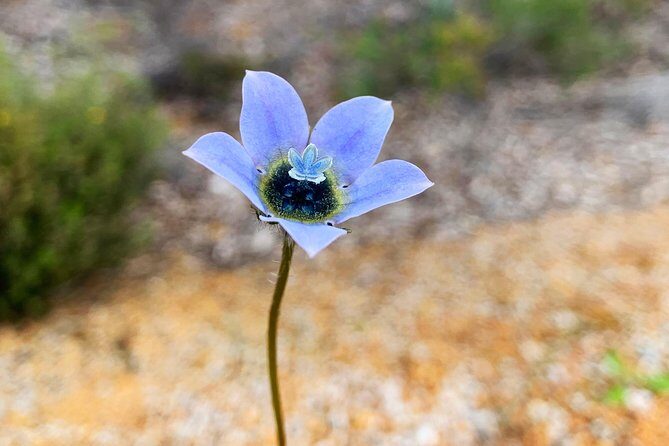 Spring Wildflower Private Day Tours - Central Wheatbelt road trip option: add the scenic miles