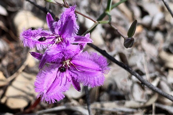 Spring Wildflower Private Day Tours - Price and value: what you’re really paying for at $395.19