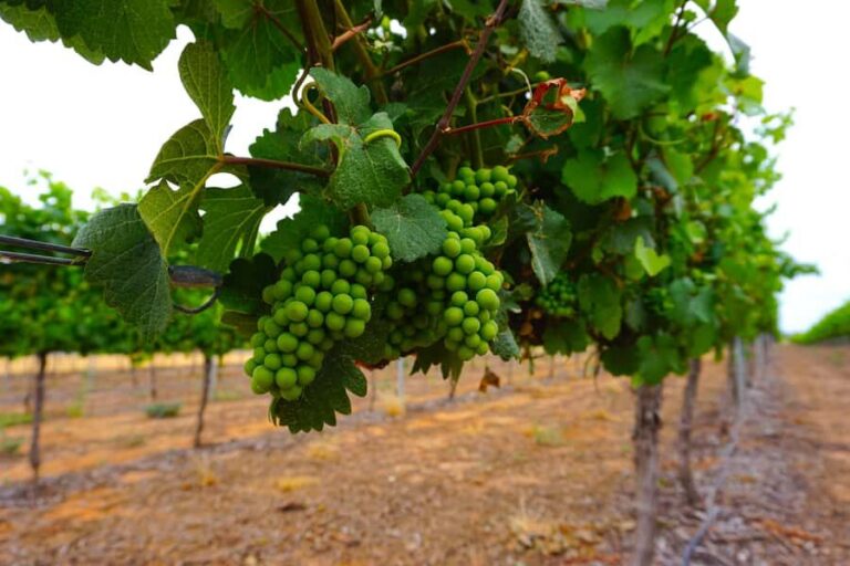 Swan Valley: Half-Day Wine Tour From Perth - Getting to the vineyards: Perth pickup points and timing