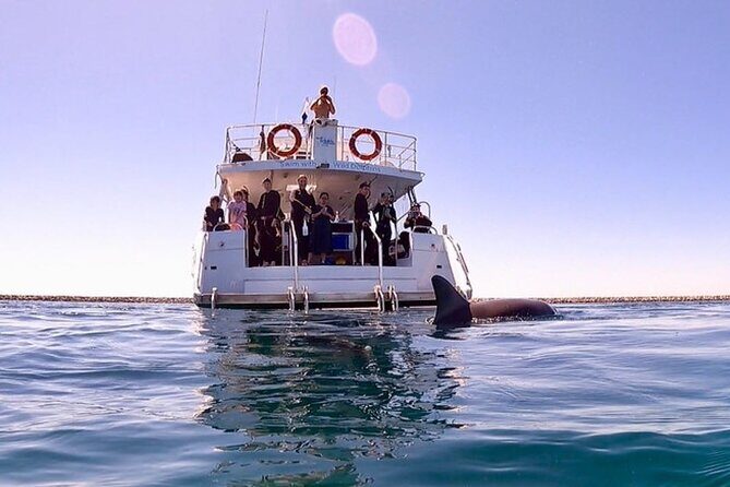 Swim with Wild Dolphins Day Tour - Key things I’d plan around