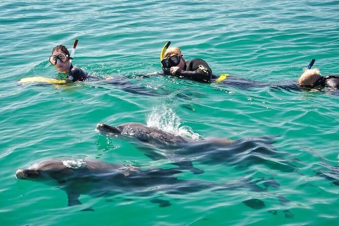 Swim with Wild Dolphins Day Tour - Rockingham’s sheltered bays make dolphin-swim days work