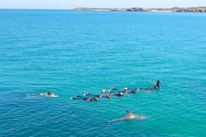 Swim with Wild Dolphins Day Tour - Lunch on the water: what’s included and why it’s a smart setup
