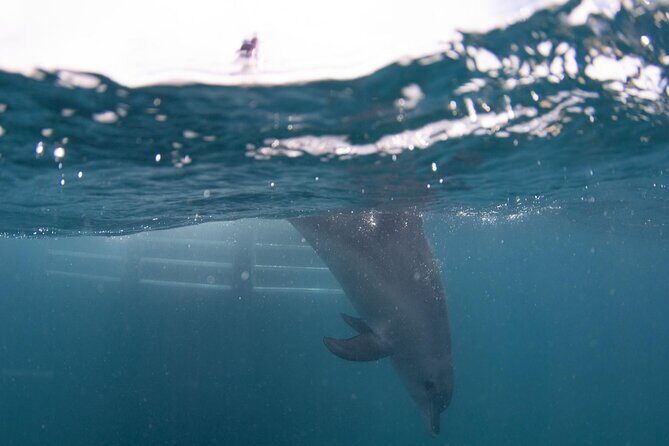 Swim with Wild Dolphins Day Tour - Photos and memories: how to catch the best moments