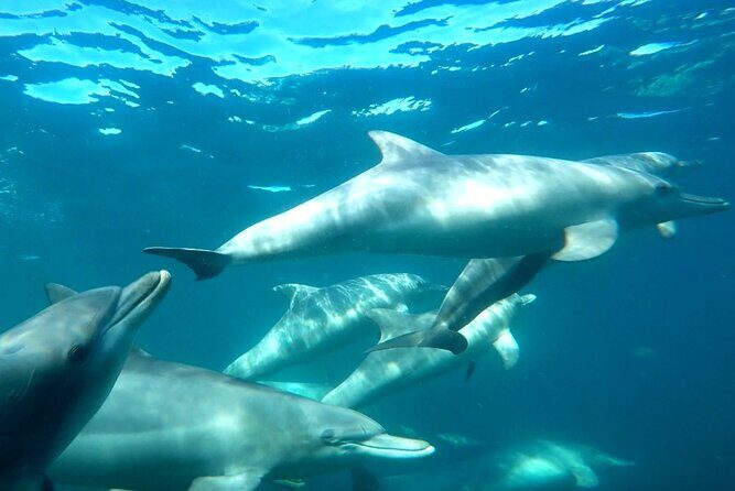 Swim with Wild Dolphins Day Tour - Getting there: Val Street Jetty, timing, and your best transport choice