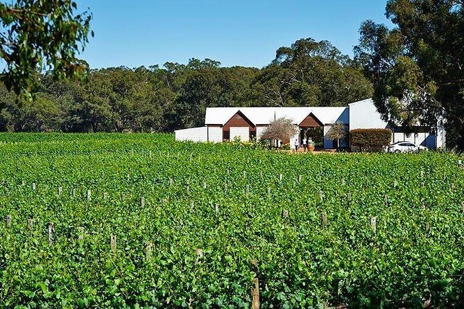 Upper Reach Winery: Swan Valley Winery and Vineyard Tour - Key things that make this tour worth your time