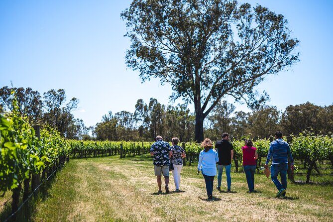 Upper Reach Winery: Swan Valley Winery and Vineyard Tour - Why this Swan Valley vineyard walk feels more practical than a quick tasting room stop
