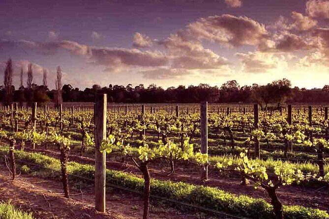 Upper Reach Winery: Swan Valley Winery and Vineyard Tour - Price and value: what $57.38 buys you in the real world